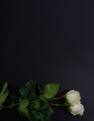 Funeral or wake invitation with white roses. Can also be used as a banner