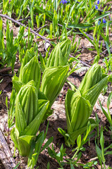 spring, the first flowers blooming in natural areas, protected plants and flowers in nature.