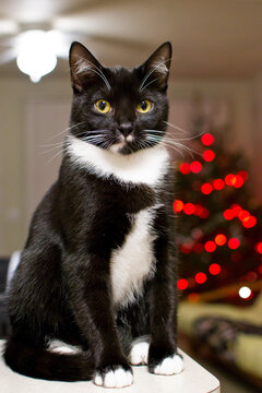 Black and White cat sitting in front of Christmas tree with red lights.
