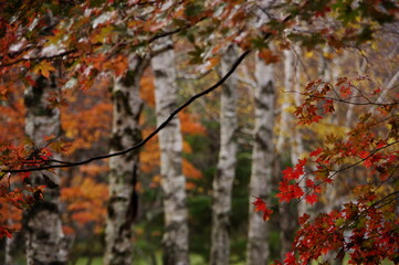 landscape photography of quiet scenery in autumn