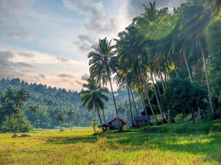 A traditional homemade thatched house and shed on the edge of a rice paddy, surrounded by coconut...