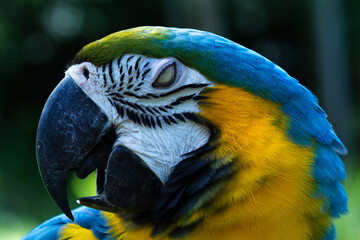 blue and yellow macaw