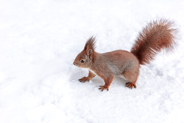 Naklejka na ściany i meble red squirrel with fluffy tail standing in winter park on white snow background
