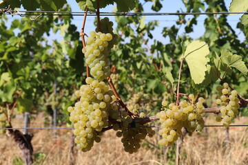 Weinrauben f&uuml;r Wei&szlig;wein wei&szlig; am Rebstock im Weinberg kurz vor der Ernte Lese Weinlese im Herbst