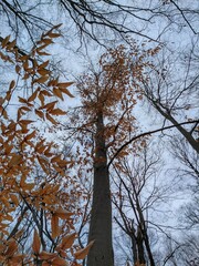 Brown Tree Leaves Under Overcast December Sky
