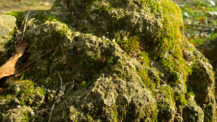 mossy stone