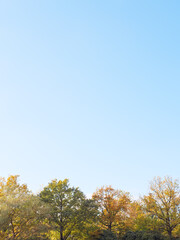 Colorful trees in autumn and a clear blue sky for background and with copy space