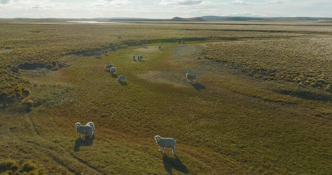 Beautiful drone shot of a flock of sheep wild in the plains of Argentina