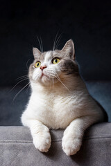 Scottish fold cat sitting on black background. Tabby cat with yellow eyes on sofa in house. White cat in studio.