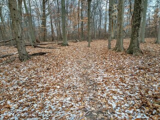 Light Snow Over Fallen Leaves in Quiet December Woodland