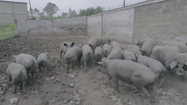 granjas de animales cerdos 