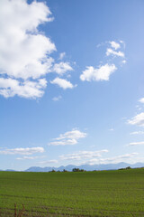 秋の晴れた日の緑の麦畑と山並み　十勝岳連峰
