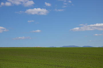 秋の晴れた日の緑の麦畑と山並み　十勝岳連峰
