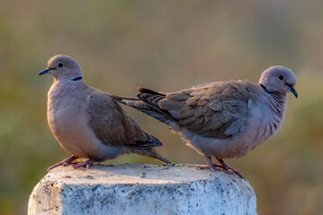 beautiful wildlife birds, portrait of dove, The laughing dove is a small pigeon that is a resident breeder in Africa and asia