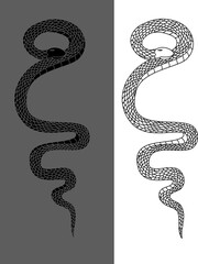 Obraz premium Hand drawn snake vector Illustration isolate on white background.Milk snake vector.Red snake vector.Lampropeltis triangulum vector.Sticker and hand drawn snake for tattoo.