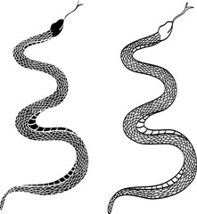 Hand drawn snake vector Illustration isolate on white background.Milk snake vector.Red snake vector.Lampropeltis triangulum vector.Sticker and hand drawn snake for tattoo.