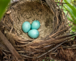 Three dark-spotted blue song (Turdus philomelos) thrush eggs in the mud-lined cup nest.