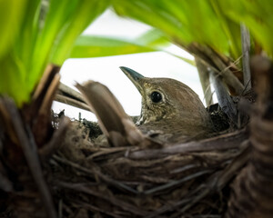 Song Thrush (Turdus philomelos) incubates her eggs in the nest.