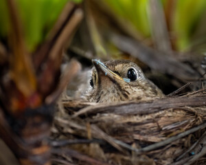 Mother song thrush (Turdus philomelos) incubates her eggs in nest. Eggshell pieces on her beak after removing the eggshell of hatched eggs.