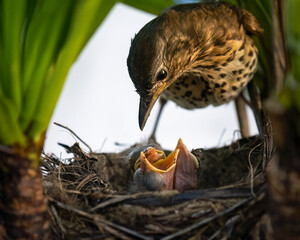 Song thrush (Turdus philomelos) feeding her hungry baby birds in the nest.