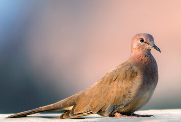 beautiful wildlife birds, portrait of dove, The laughing dove is a small pigeon that is a resident...
