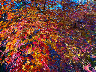 黄色と赤の紅葉