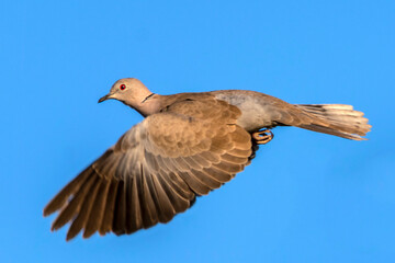 lovely bird wirh details of wings, The Eurasian collared dove is a dove species native to Europe and Asia