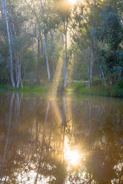Rays of sunshine breaking though gum trees around a waterhole in the Australian bush