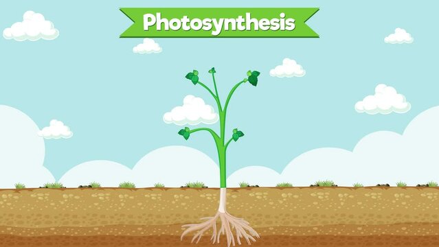 Photosynthesis animation stages made for kids or young learners