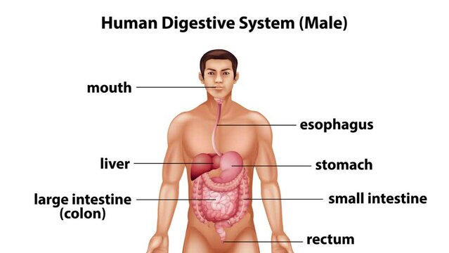Naming the different parts of the human digestive system
