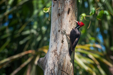 Pájaro carpintero en la selva