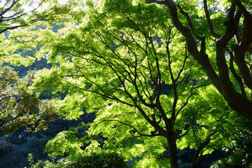 陽光に煌めく初々しい森の緑の葉