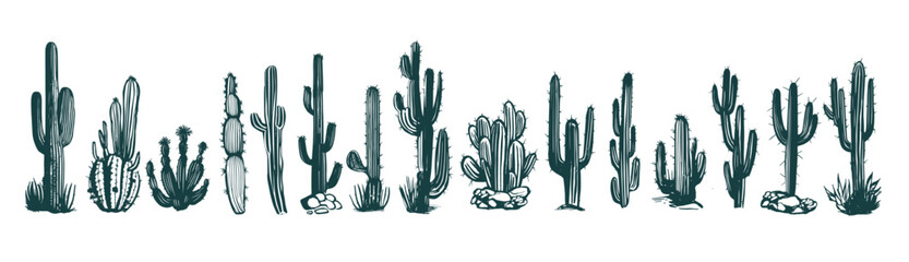 Cactus set hand drawn illustrations, vector   © Tatiana