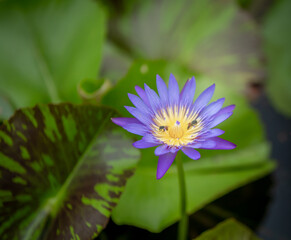 blurred background purple line lotus picture