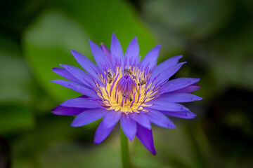 blurred background purple line lotus picture