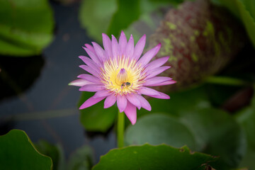 pink lotus flower blur background