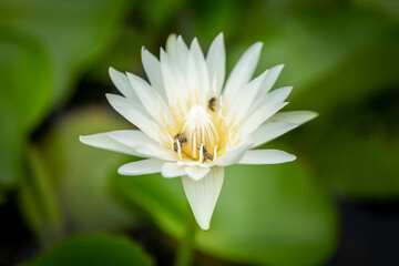 white lotus flower with blurred background
