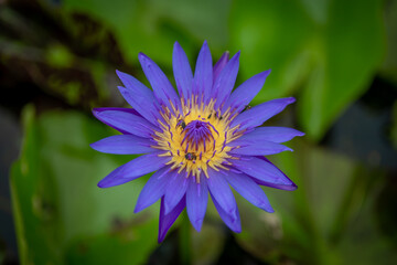 blurred background purple line lotus picture