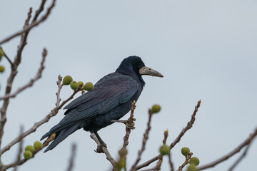 Rook (Corvus frugilegus) perched on a tree branch