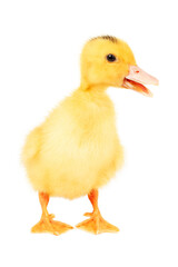 Hybrid poultry duck mulard, on a white background. Little yellow chick.