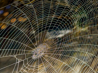 aesthetic spider web with its wonderful architecture and creative design