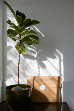 package and indoor plant in sunlight