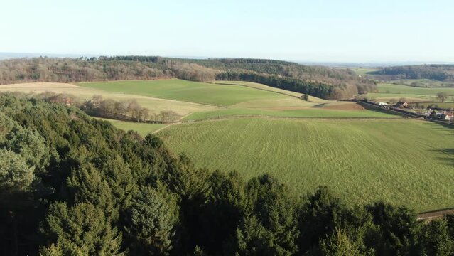 Parallax Aerial Reveal Of English Countryside Hills Over A Green Forrest Of Conifer Christmas Trees On Sunny Winter Morning