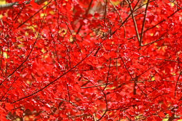 The autumn season change of leaf in Japan