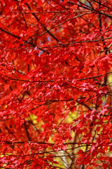 The autumn season change of leaf in Japan