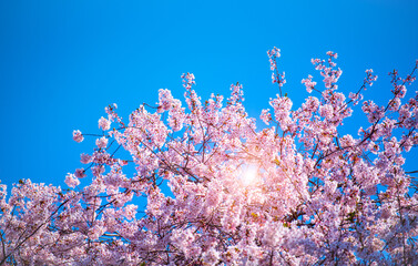 Fototapeta na wymiar Beautiful cherry blossoms in spring season at Seoul, South Korea.Beautiful cherry blossoms and blue sky