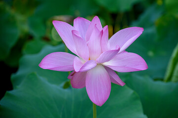 Fototapeta premium pink lotus flower in the garden