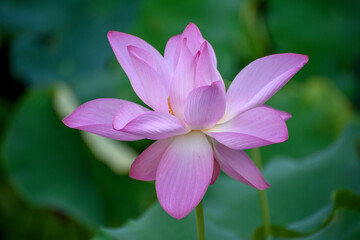 close up of pink and white flower