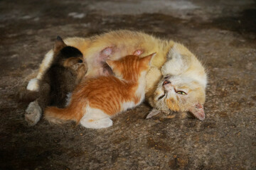 Indonesian domestic cat mother lying down while breast-feed her two kittens. Felis silvestris 