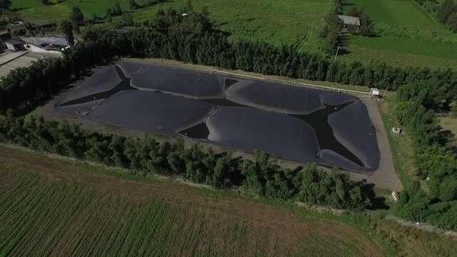 granjas de animales cerdos 